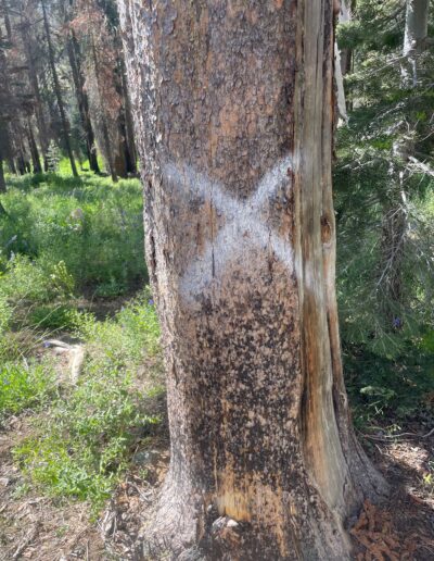 PG&E tree. Marked in '23