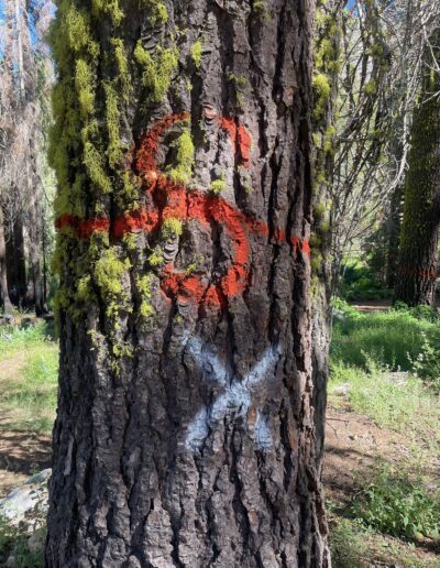 PG&E Tree. Also marked by RCD