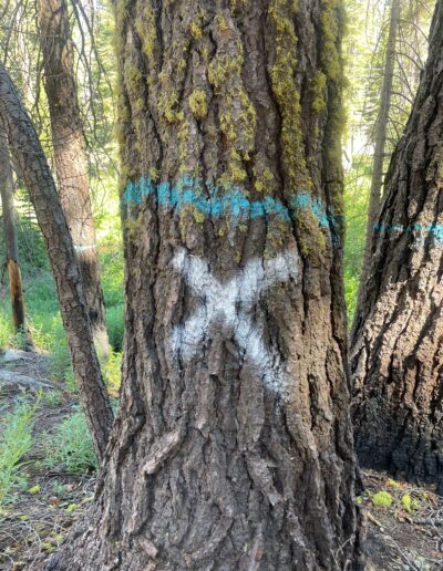 PG&E Tree, also marked by RCD near river