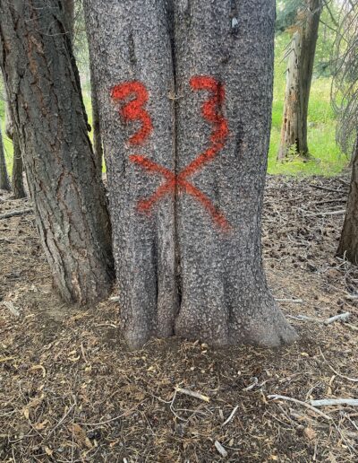 '24 PG&E tree with red X