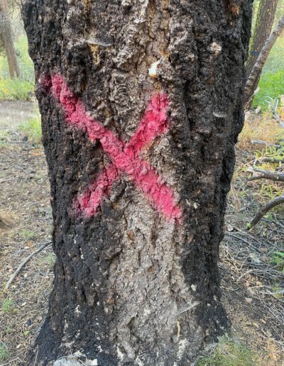 PG&E construction tree with magenta X